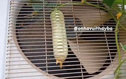 Ảnh vui 14/4: Sức mạnh của filter 'biến hình'