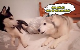 Husky hú hồn khi bị bạn đời hỏi tội đi chơi về trễ