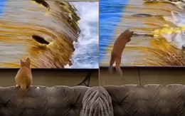 Mèo u đầu khi lao vào màn hình tivi để bắt cá