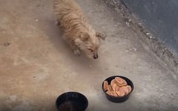 Chú chó hoang rơi nước mắt vì được người đàn ông tốt bụng nhận nuôi