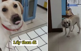 Chú chó lắc lư chạy đi lấy thau khi được sen cho ăn