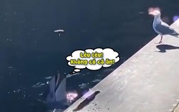 Cá heo tung hứng cá lêu lêu hải âu đang đi săn mồi