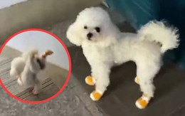 Chó Poodle xuống cầu thang bằng 2 chân cực nhanh
