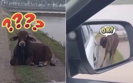 Tài xế ô tô 'lễ phép' được chú bò nhường đường