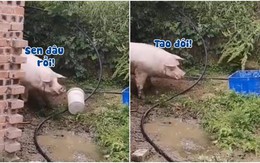 Chú lợn cục súc khi bụng đói