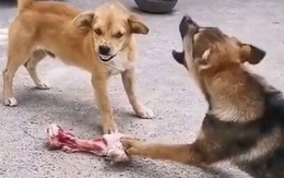 2 chú chó đánh nhau để giành cục xương