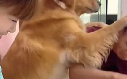 Golden thông minh không cho chàng trai lấy tiền của cô chủ