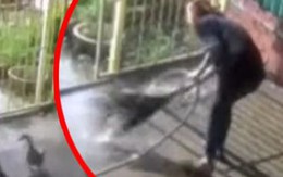 Gia chủ bất lực trước 'món quà' của bầy vịt không mời mà đến