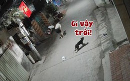 Chú chó 'sang chấn tâm lý' khi bị xe máy tông