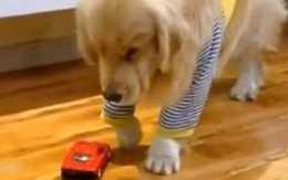 Chú chó ăn vạ khi bị ôtô nhựa tông