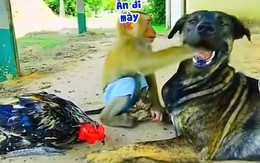 Chú chó khốn khổ vì bị khỉ bắt chấy bỏ vào miệng