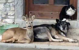 Những khoảnh khắc khó đỡ trong 'thế giới động vật' (P7)