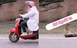 Chú chó nằm lăn ăn vạ khi xe máy chạy qua