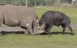 Trâu đòi solo với tê giác bị đánh tơi bời
