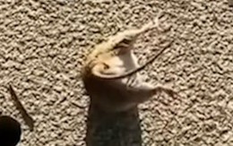 Chú chuột bị mắc kẹt khi vội vàng tẩu thoát