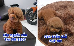 Chú chó ẩn thân trên tấm thảm trốn khi thấy người lạ