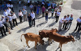 Tặng 15 bò giống cho các gia đình khó khăn ở Kon Tum