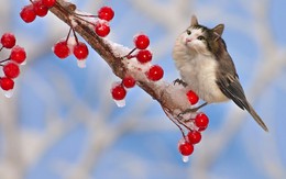 Khi mèo không phải là...mèo