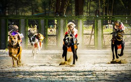 Đua chó trên đảo Khỉ