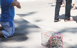 Mùa rằm tháng giêng, phóng sinh đừng... 'phóng tử'!