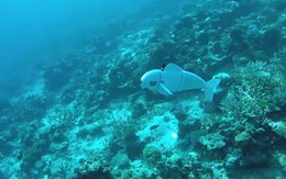 Đại học Mỹ chế robot cá cứu đại dương