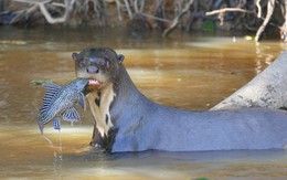 Những động vật bên bờ tuyệt chủng