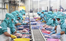 Cá da trơn xuất Mỹ phải đảm bảo dư lượng hóa chất, kháng sinh, kim loại