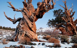 Những khu rừng lạ lùng thách thức trí tưởng tượng con người