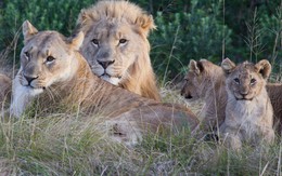 Định cắt sừng tê giác, 3 tên săn trộm bị sư tử ăn thịt