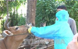 Quý II sẽ có vắc xin lở mồm long móng do Việt Nam sản xuất