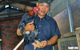 Gà Đông Tảo tặng tết giá 2,5-4 triệu đồng/ con