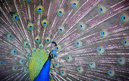 Bí mật của chiếc đuôi công