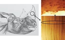 Chế tạo sừng tê giác giả để cứu tê giác thật