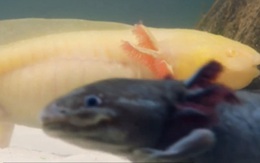 'Quái vật nước' quái dị Axolotl 'trẻ mãi không già'