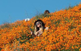 Những cánh đồng hoa dễ tan nát vì... ảnh ngàn like