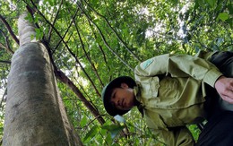 Bảo vệ rừng… bỏ rừng vì bị nợ lương