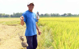 Cần Thơ chi 30 tỉ đồng để diệt chuột trong 5 năm