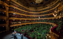 Buổi diễn có một không hai: hòa nhạc cho hơn 2.200 cây xanh nghe