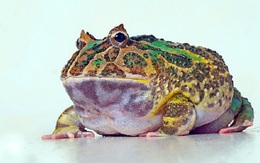 Phát hiện hóa thạch ếch sống cách đây 2 triệu năm ở Argentina