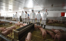 Bộ trưởng Nguyễn Xuân Cường: Quý 4 giá thịt heo sẽ 'không như trước'