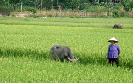 Nhớ miền gió hạ