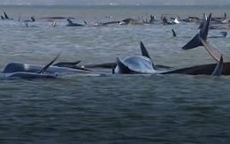 Video: Úc giải cứu 270 con cá voi hoa tiêu mắc cạn ở đảo Tasmania