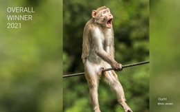 'Tuyệt đỉnh danh hài' động vật năm 2021