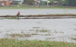 Đồng lúa cao sản 100ha bỏ hoang vì công trình xây dựng gây nghẽn dòng thoát nước