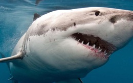 Hơn 70% quần thể cá mập và cá đuối đã bị 'xóa sổ' trong 50 năm qua