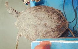 Thả rùa quý hiếm nặng 120kg về biển
