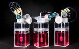 Lần đầu tạo được trái tim mini trong phòng thí nghiệm, đập như tim thật