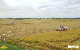 Giá lúa ở miền Tây tăng trở lại, nhưng thu mua vẫn khó khăn