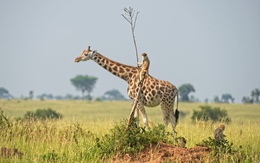 Xả stress với loạt ảnh động vật hài hước nhất năm 2021