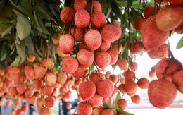 'Mong bà con kiều bào là cầu nối đưa nông sản Việt vươn xa'